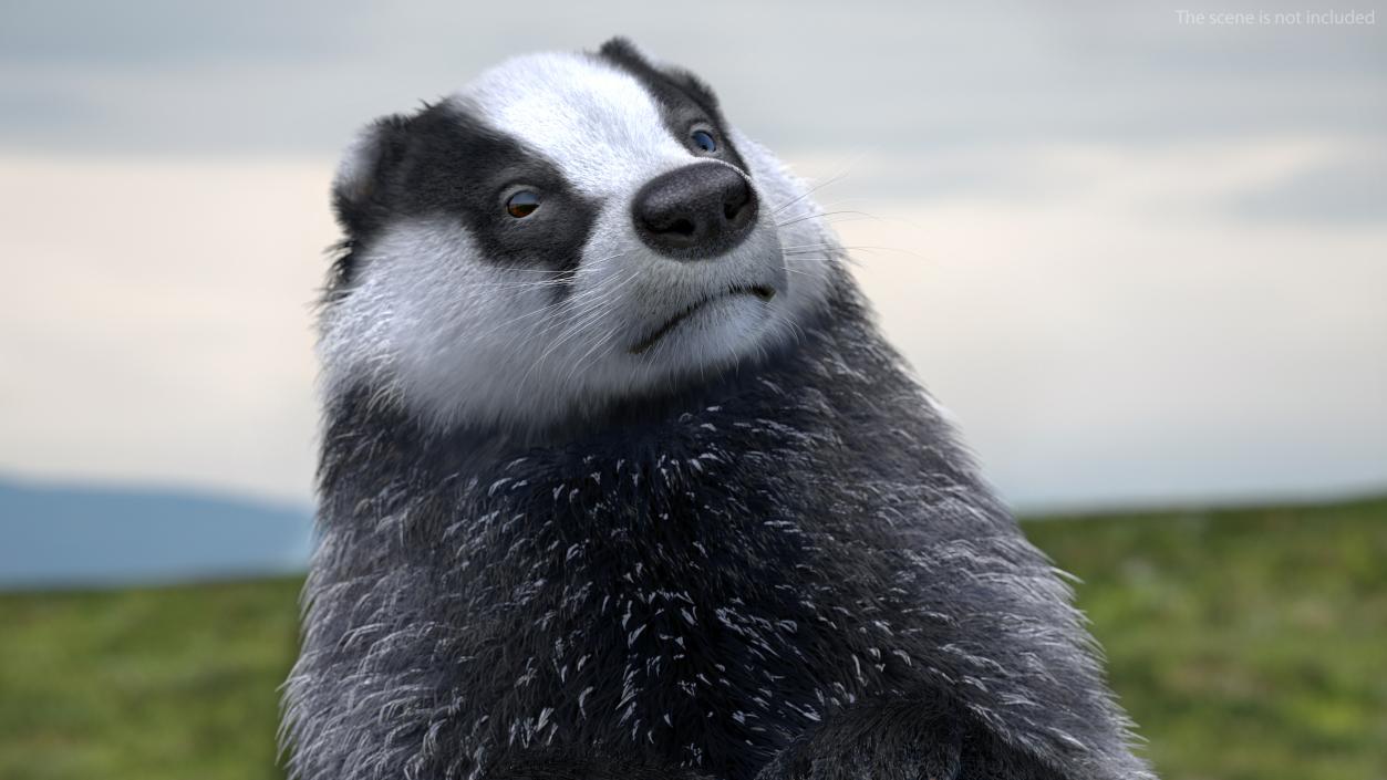 3D Eurasian Badger Meles