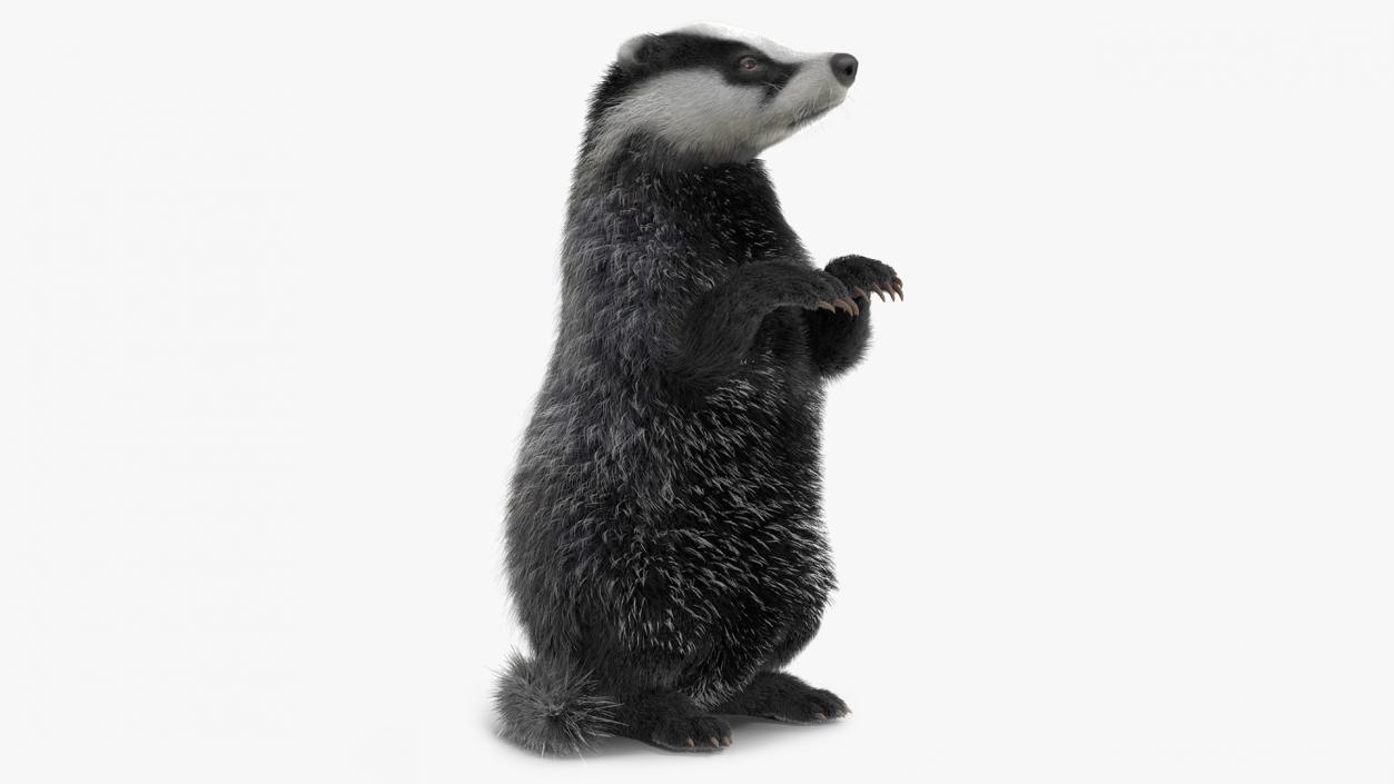 3D Eurasian Badger Meles