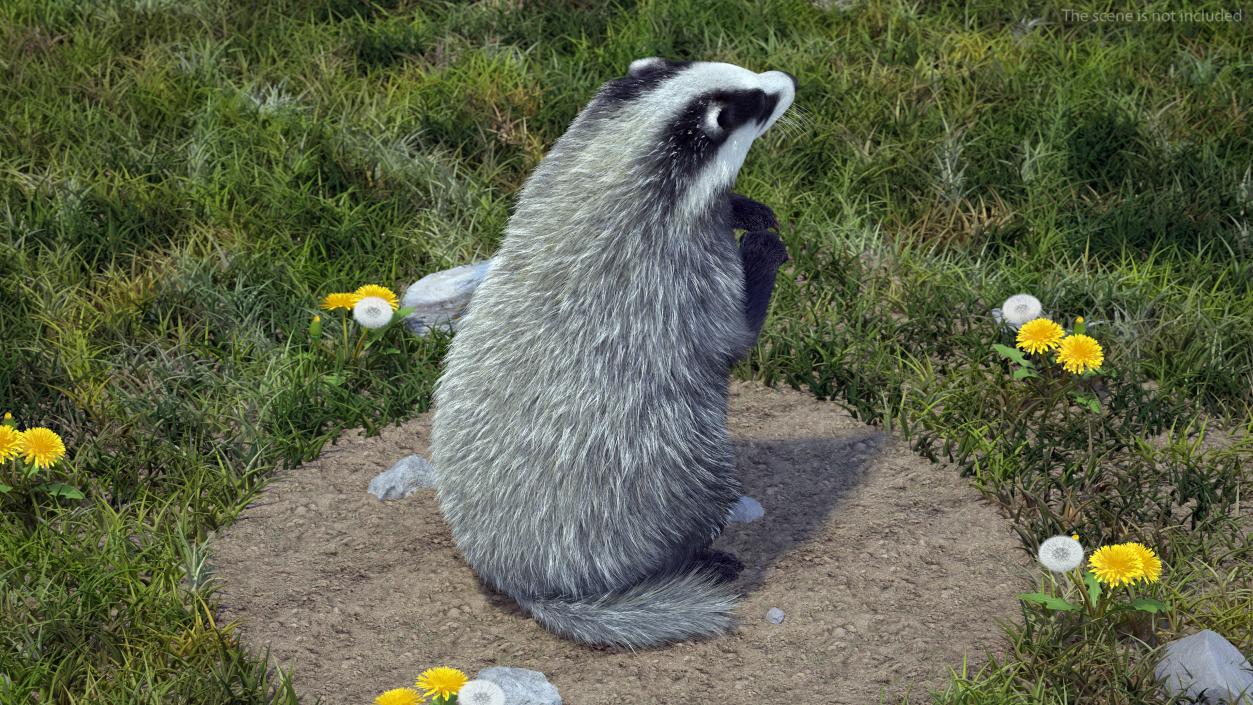 3D Eurasian Badger Meles