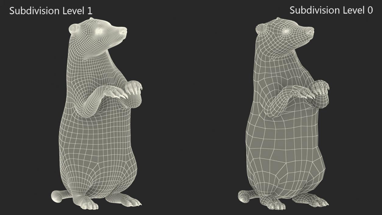 3D Eurasian Badger Meles