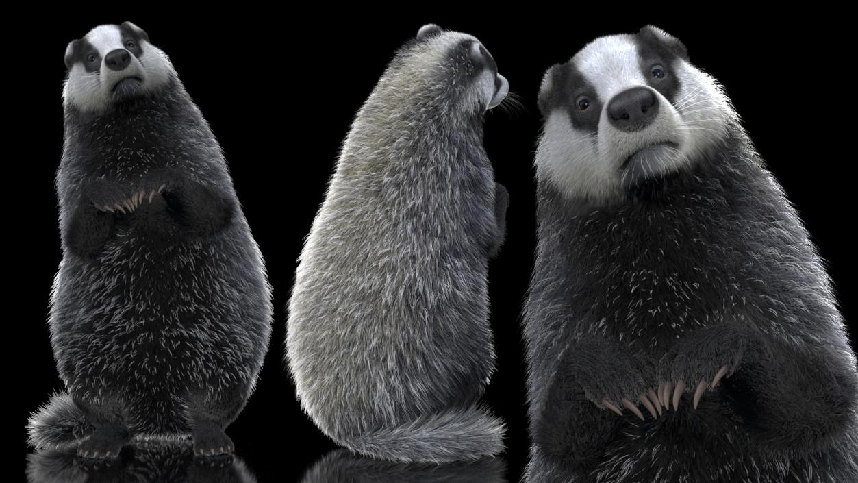 3D Eurasian Badger Meles