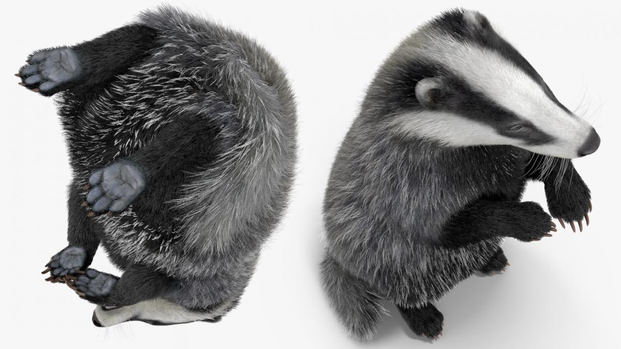 3D Eurasian Badger Meles