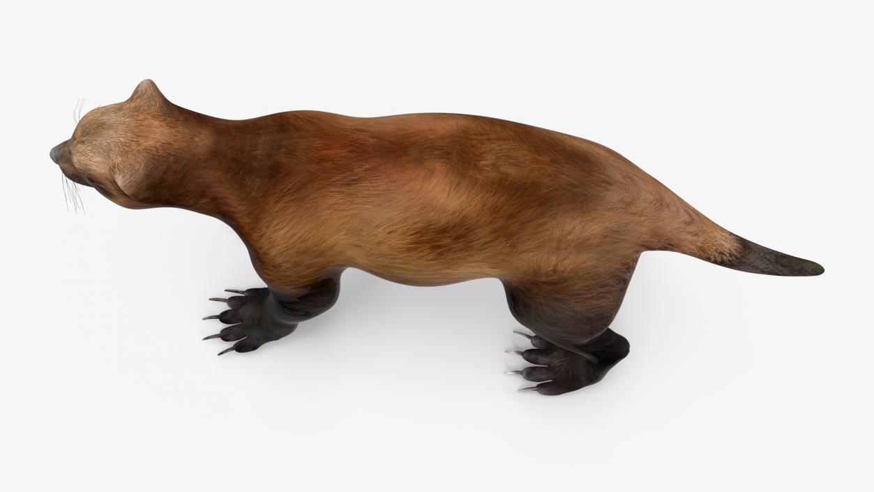 3D model Land Mammals Collection 3