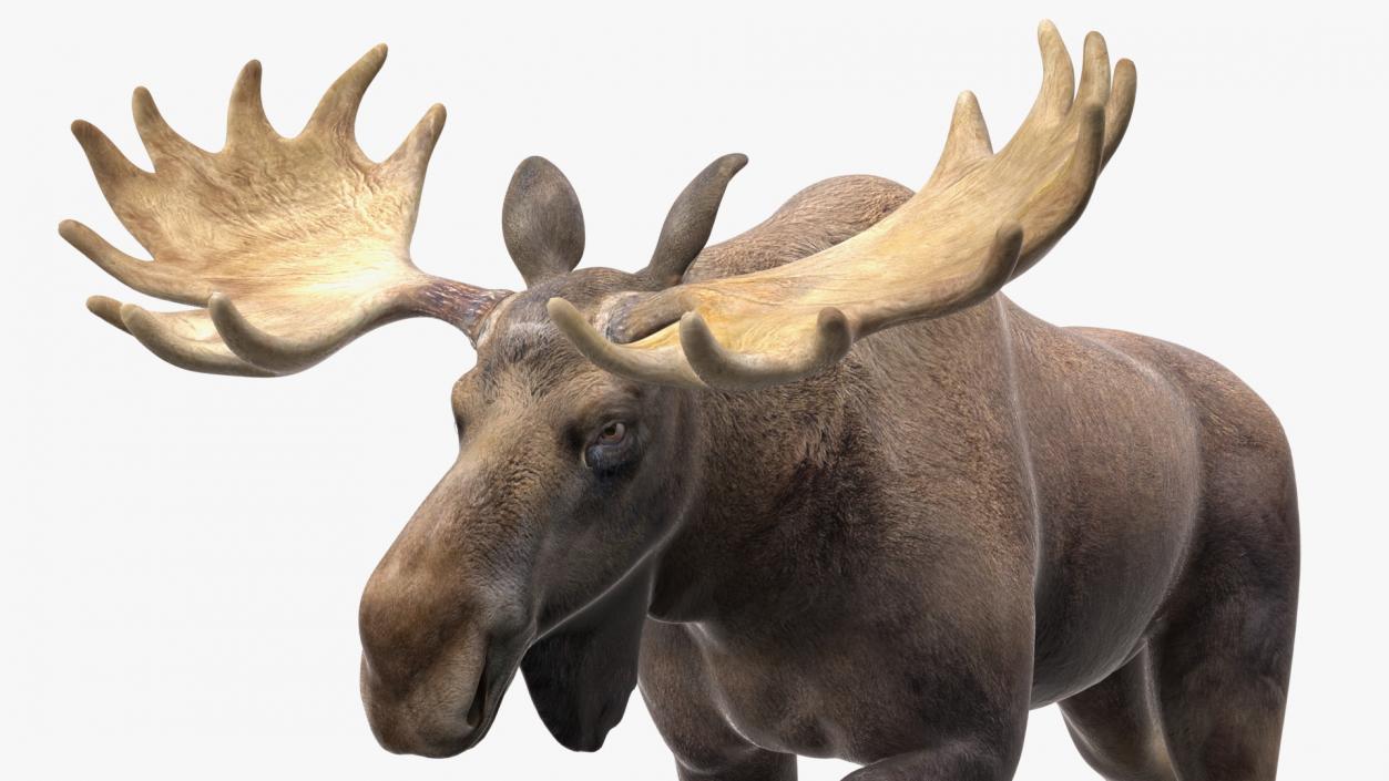 3D model Land Mammals Collection 3