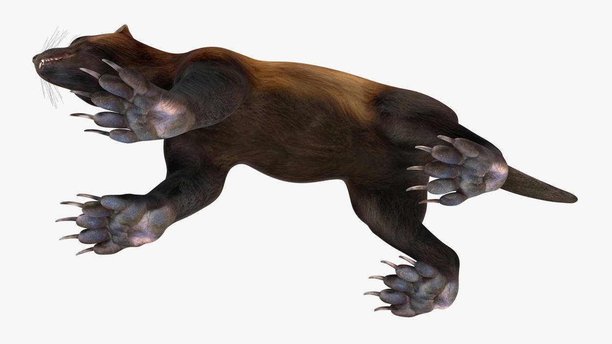 3D model Land Mammals Collection 3