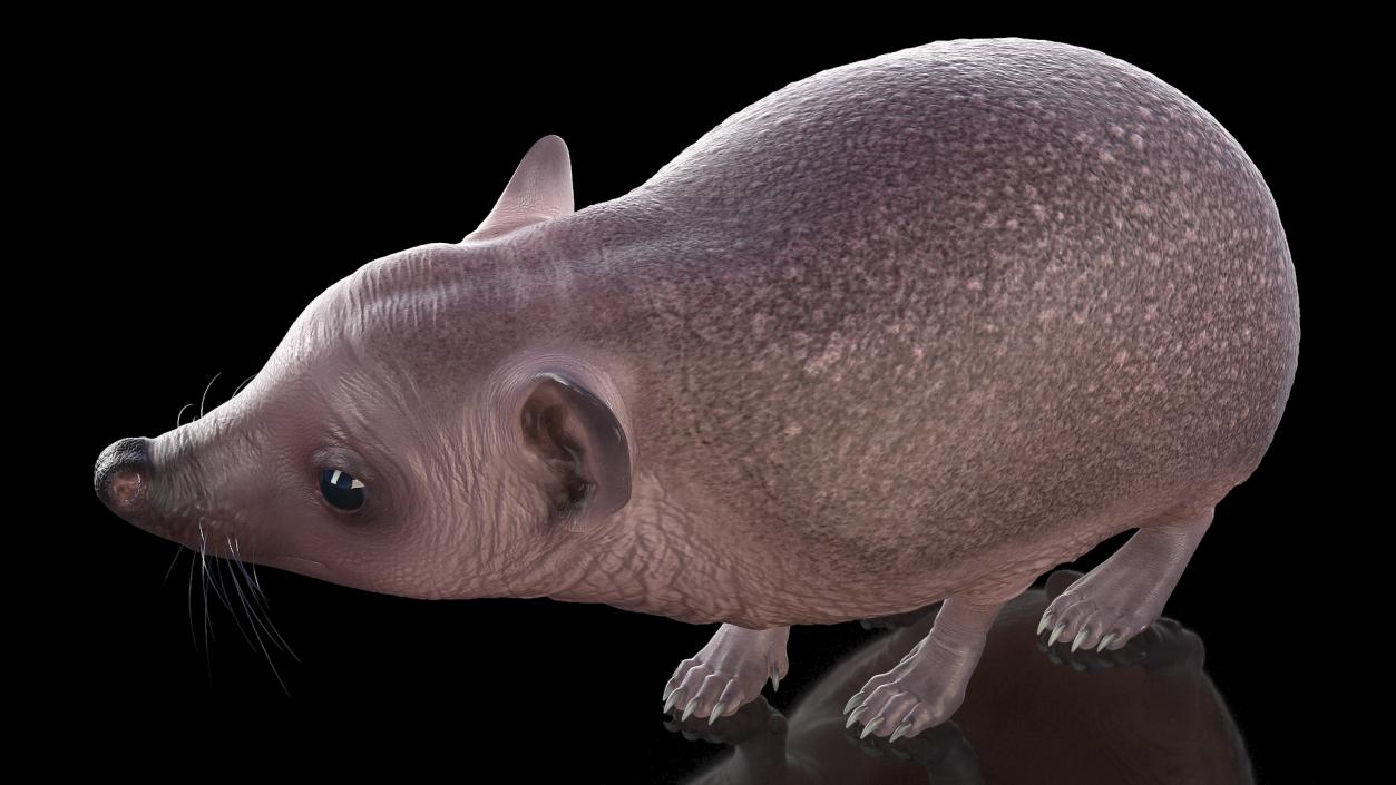 3D model Land Mammals Collection 3