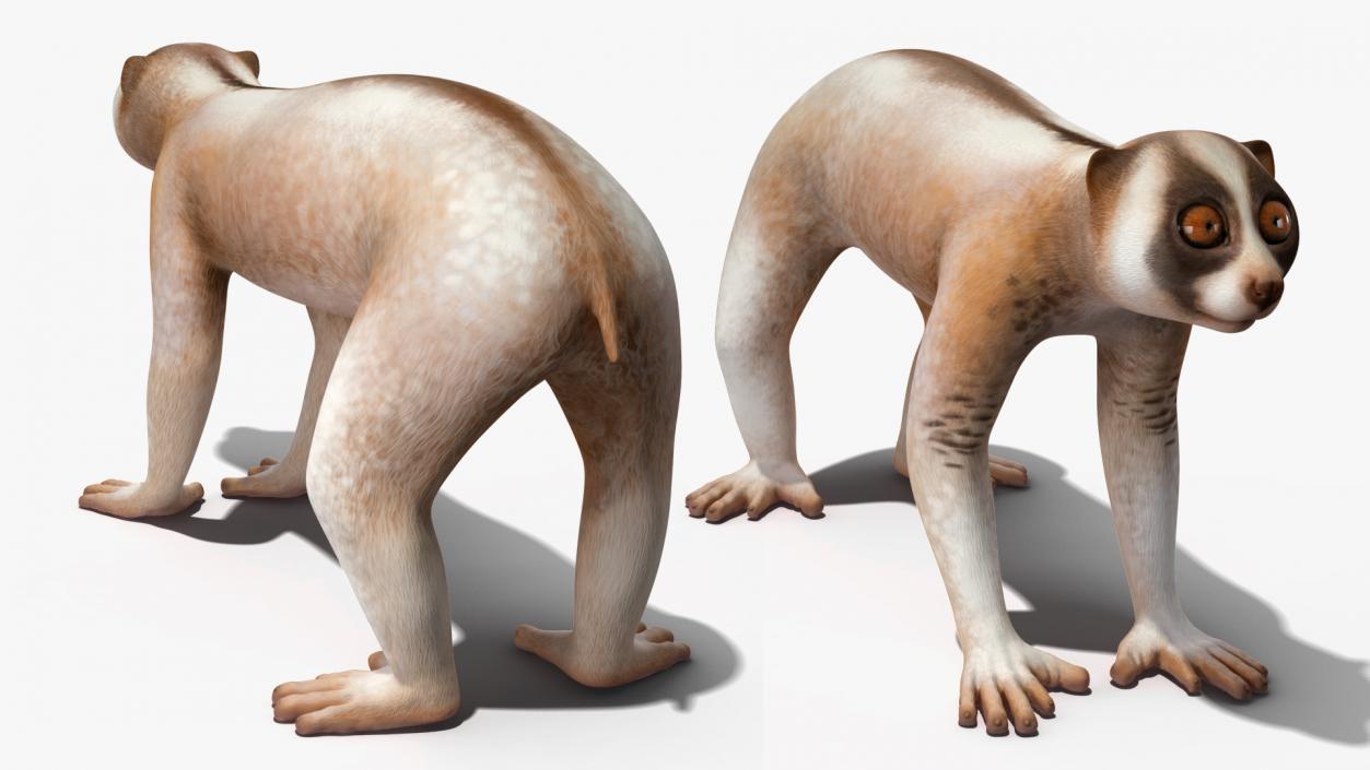 3D model Land Mammals Collection 3