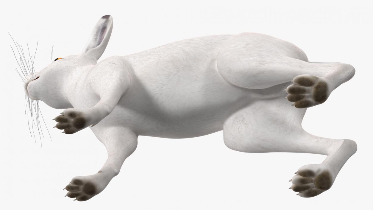 3D model Land Mammals Collection 3