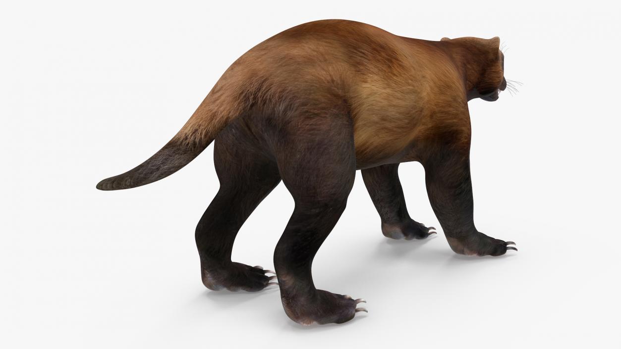 3D model Land Mammals Collection 3