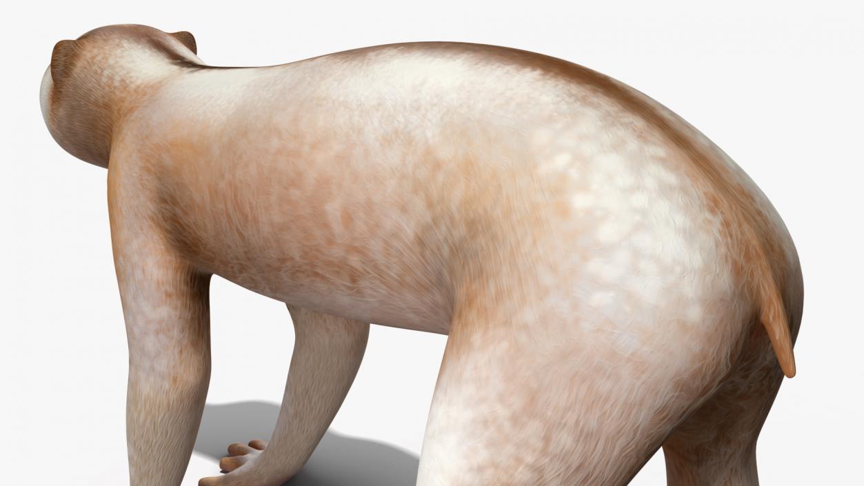 3D model Land Mammals Collection 3