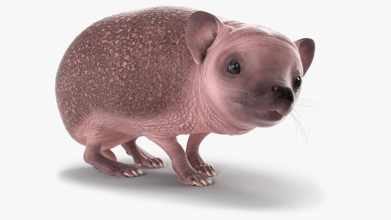 3D model Land Mammals Collection 3