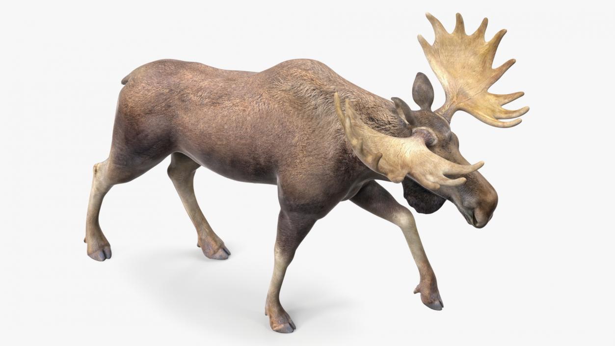 3D model Land Mammals Collection 3