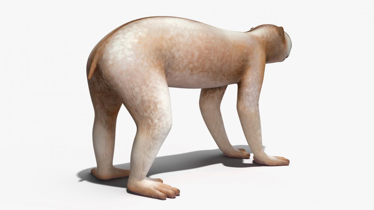 3D model Land Mammals Collection 3