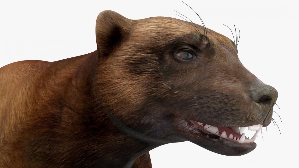 3D model Land Mammals Collection 3