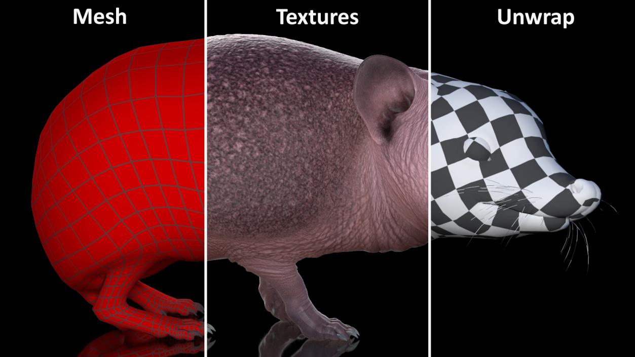 3D model Land Mammals Collection 3