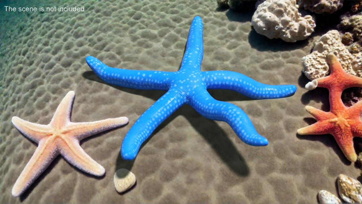 Sea Star Blue Crawling Pose 2 3D model