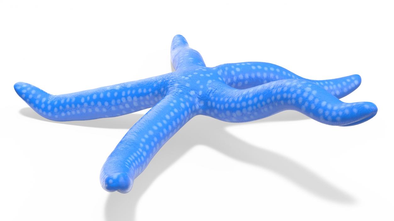 Sea Star Blue Crawling Pose 2 3D model