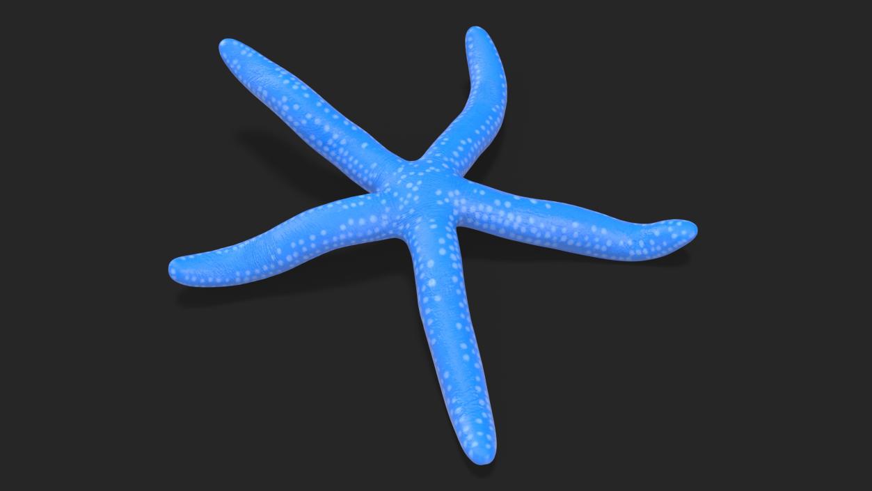 Sea Star Blue Crawling Pose 2 3D model