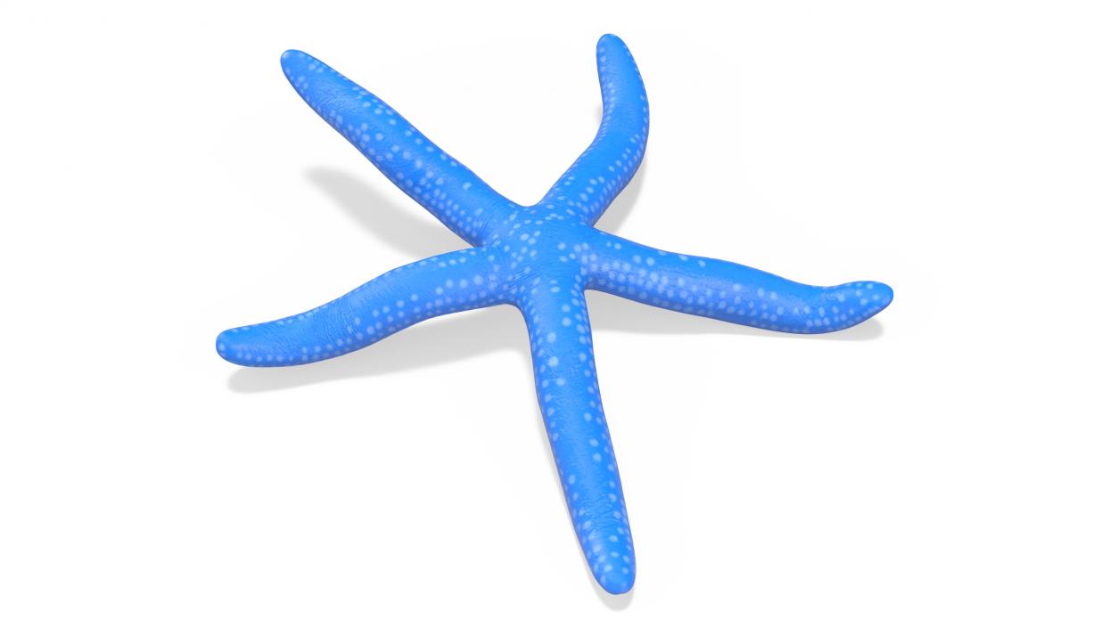 Sea Star Blue Crawling Pose 2 3D model