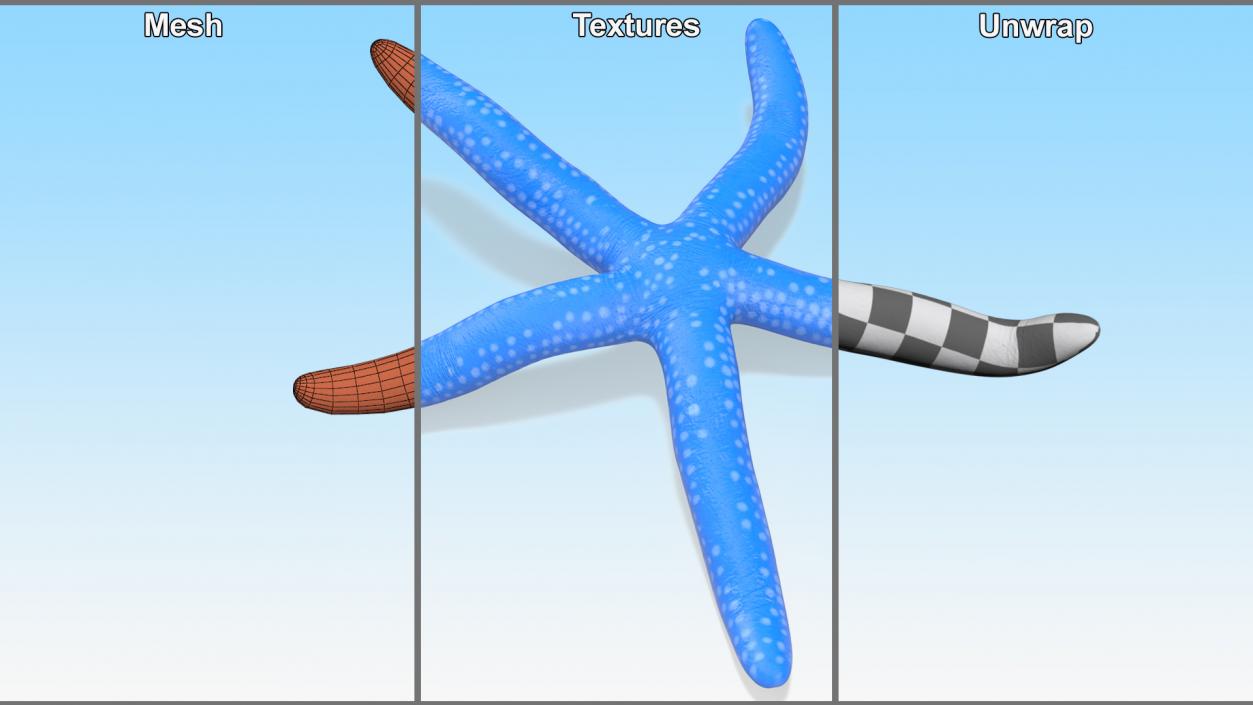 Sea Star Blue Crawling Pose 2 3D model