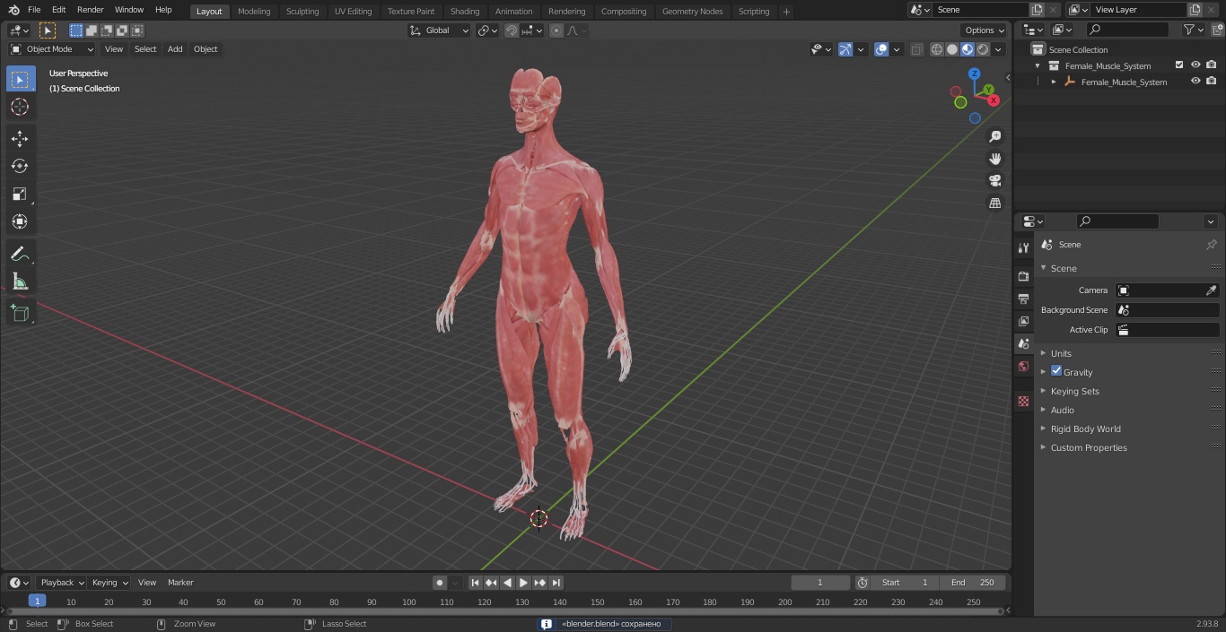 3D model Female Muscle System