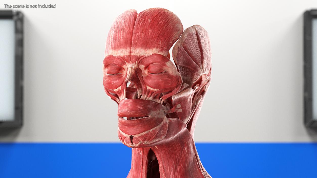 3D model Female Muscle System