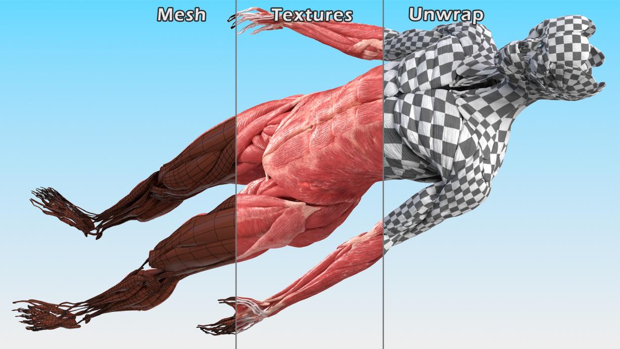 3D model Female Muscle System