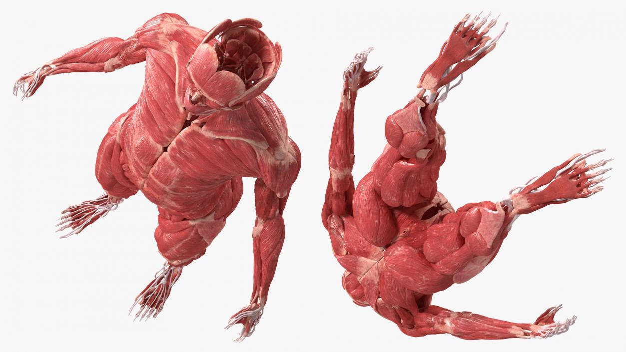 3D model Female Muscle System