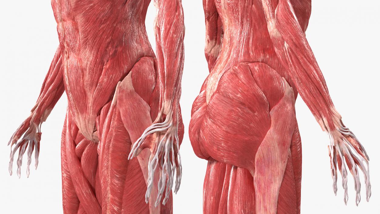 3D model Female Muscle System