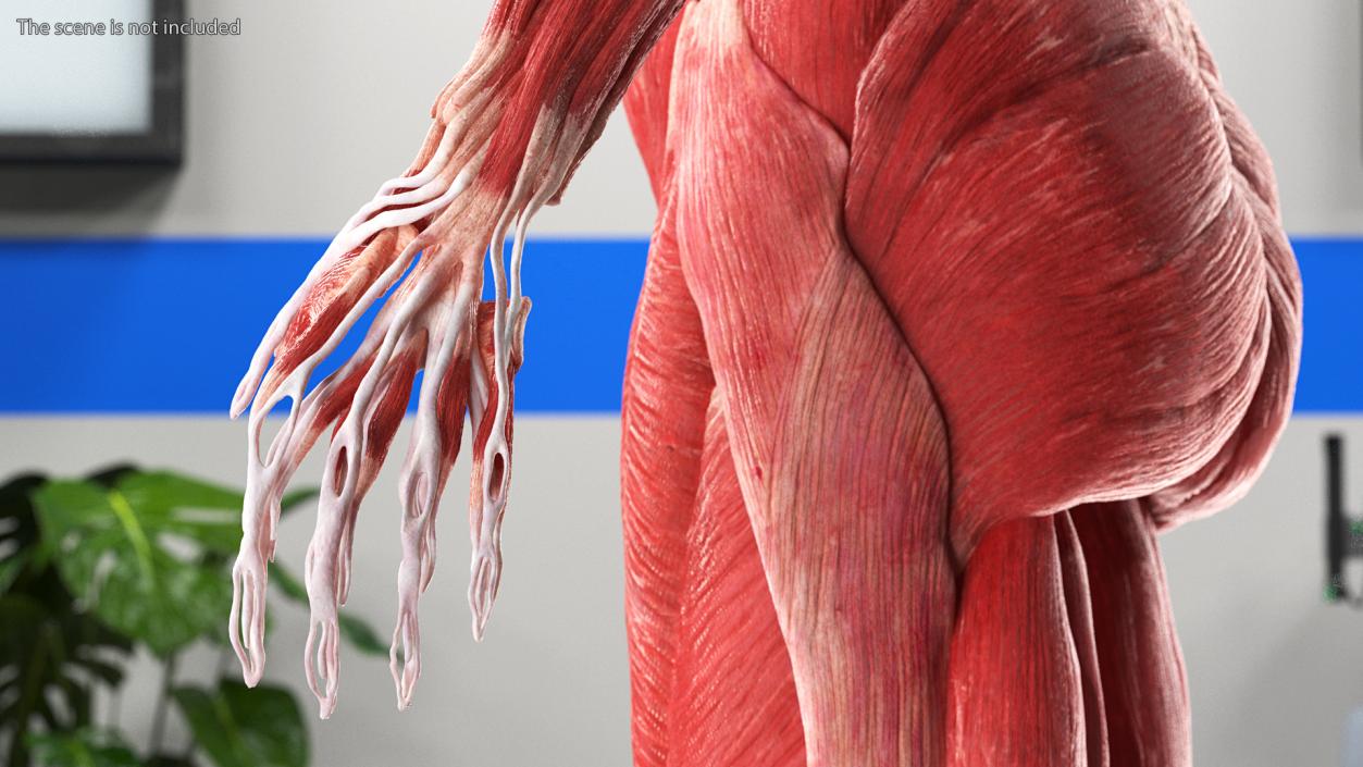 3D model Female Muscle System