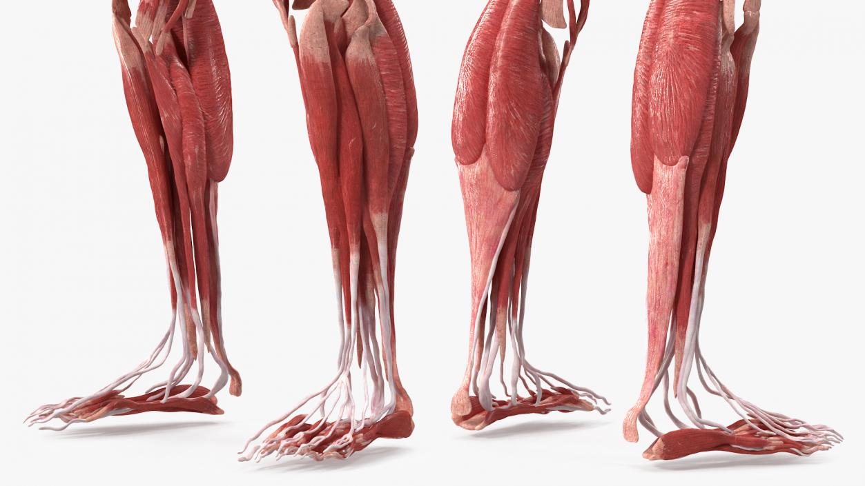 3D model Female Muscle System