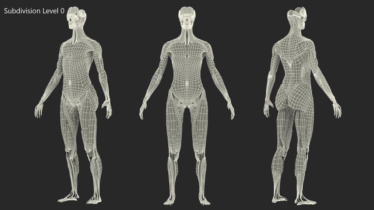 3D model Female Muscle System