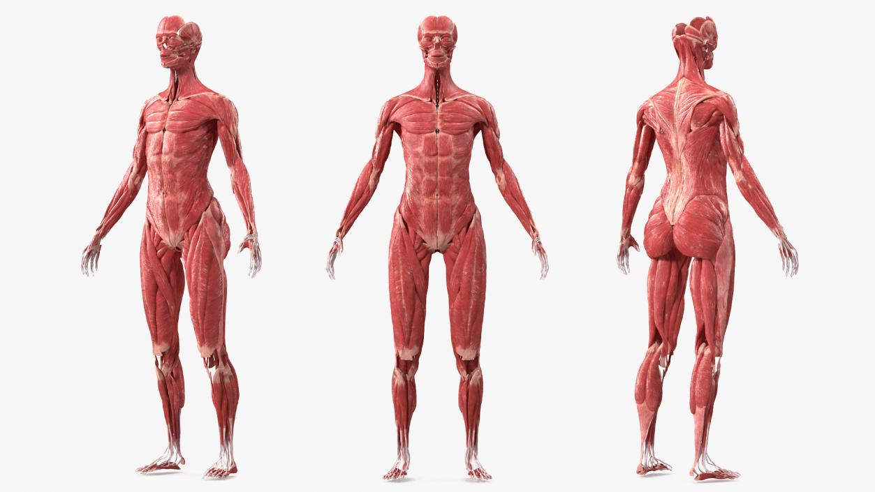 3D model Female Muscle System