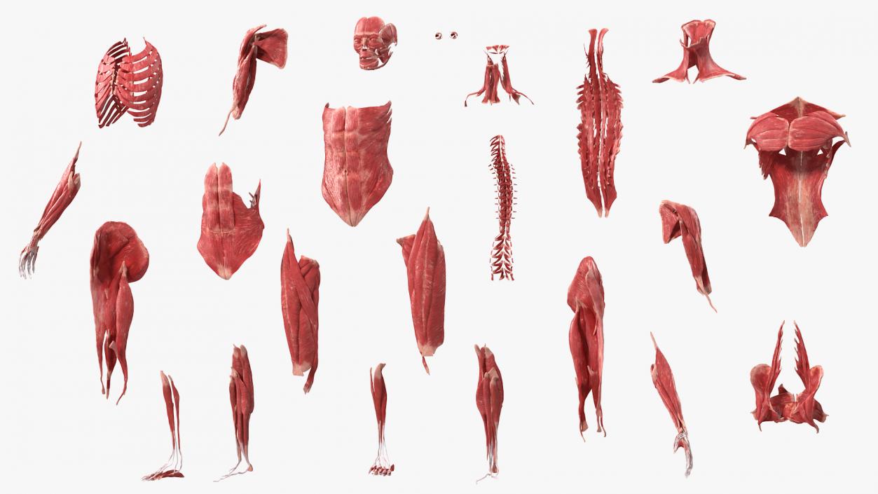 3D model Female Muscle System