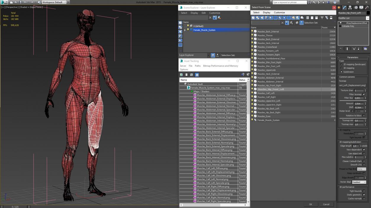 3D model Female Muscle System