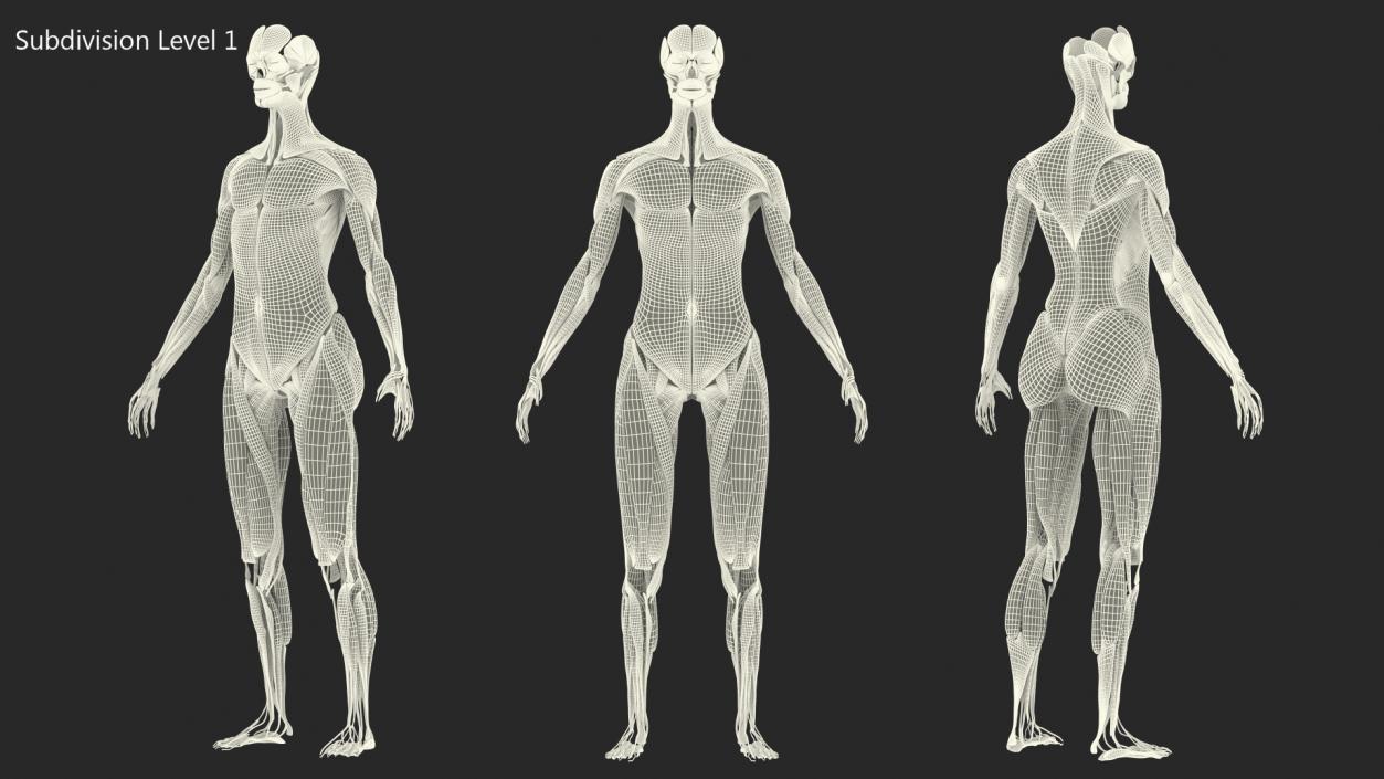 3D model Female Muscle System