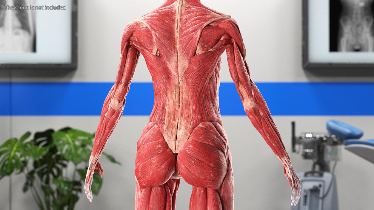 3D model Female Muscle System