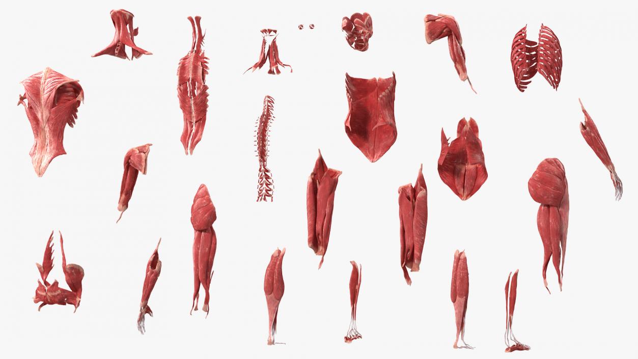 3D model Female Muscle System