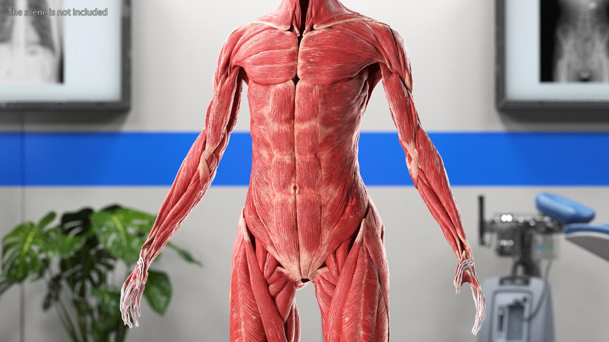 3D model Female Muscle System