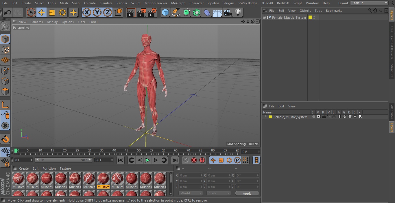 3D model Female Muscle System