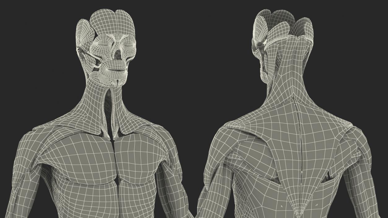 3D model Female Muscle System