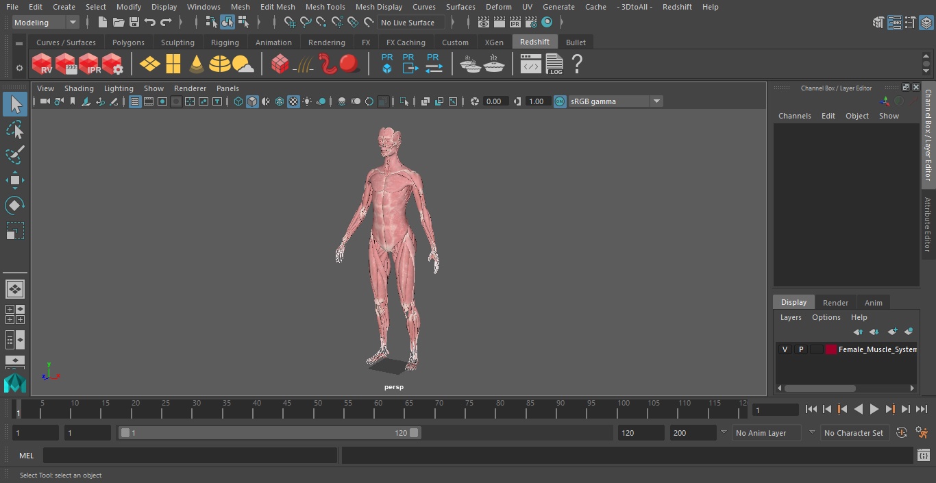 3D model Female Muscle System