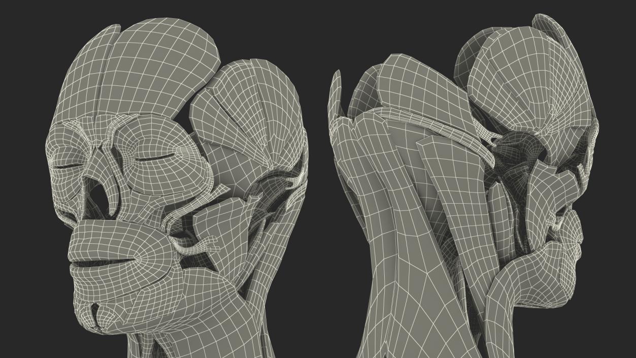 3D model Female Muscle System