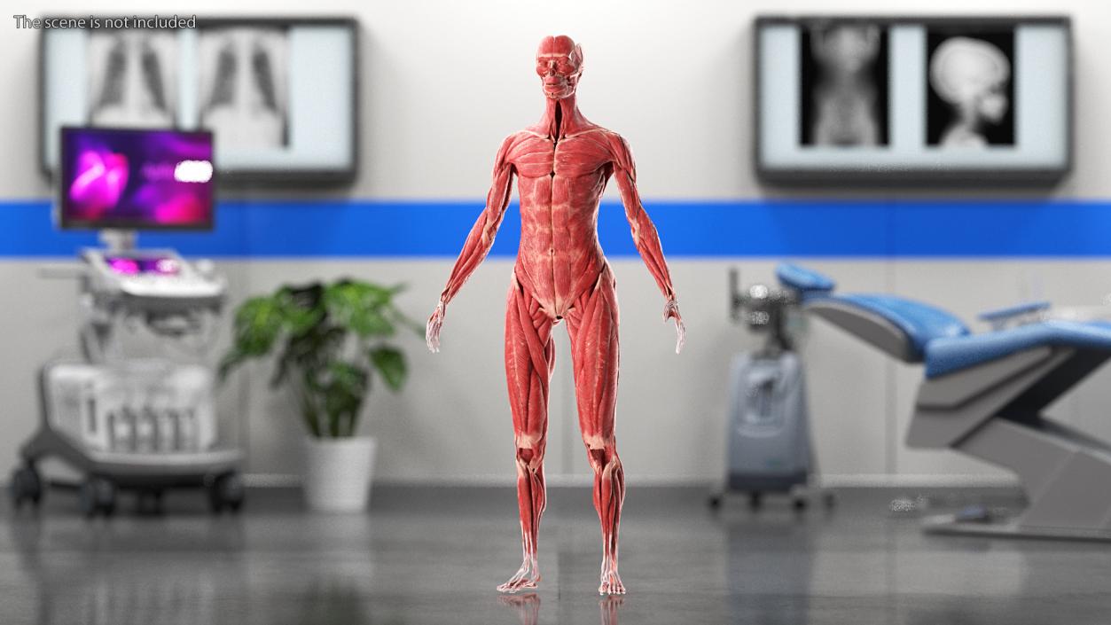 3D model Female Muscle System