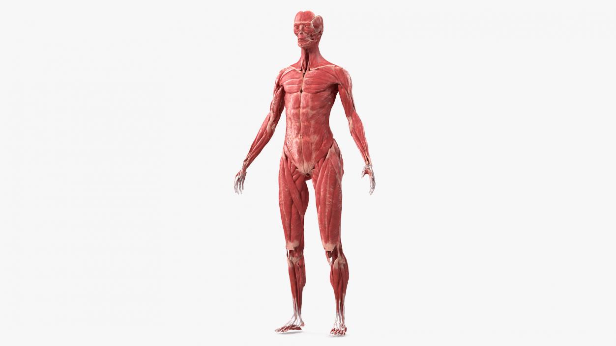 3D model Female Muscle System