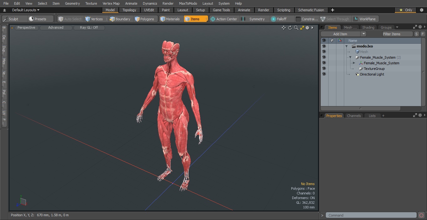 3D model Female Muscle System