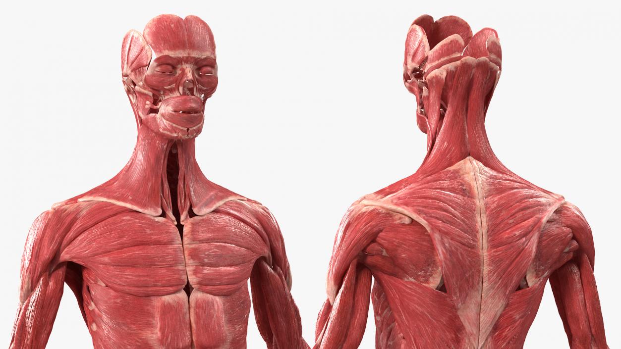 3D model Female Muscle System