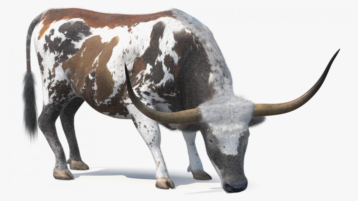 Texas Longhorn Mottled Brown Fur Rigged 3D model