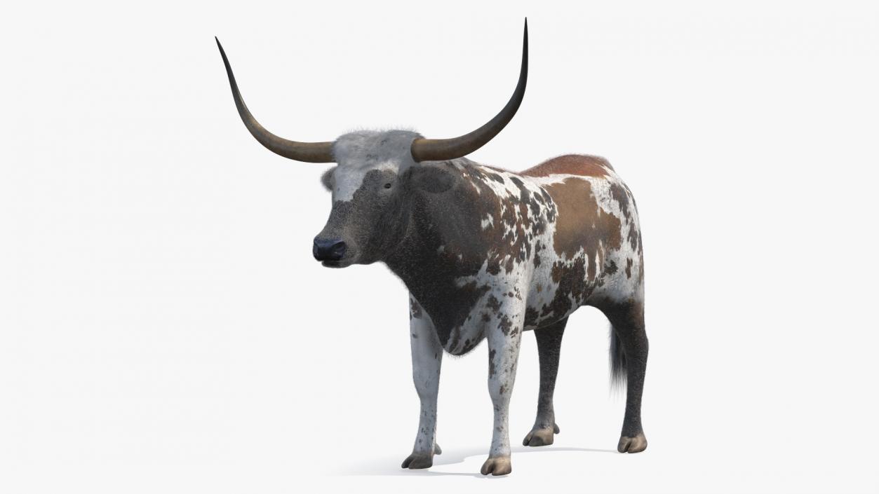 Texas Longhorn Mottled Brown Fur Rigged 3D model