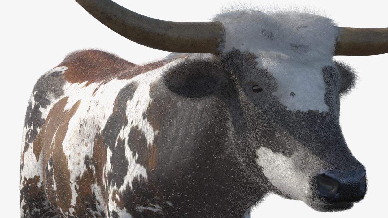 Texas Longhorn Mottled Brown Fur Rigged 3D model